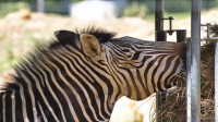 Dateiname=2017-06-08_11-40-10_Tierpark-Herberstein_7D1L1949bws.JPG
Dateigröße=973KB
Abmessungen: 2088x1176
hinzugefügt am: 13. Juni 2017 2017-06-08_11-40-10_Tierpark-Herberstein_7D1L1949bws.JPG