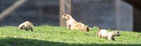 Dateiname=2017-06-08_11-41-26_Tierpark-Herberstein_7D1L1952bws.JPG
Dateigröße=831KB
Abmessungen: 2715x905
hinzugefügt am: 13. Juni 2017 2017-06-08_11-41-26_Tierpark-Herberstein_7D1L1952bws.JPG
