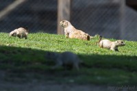 Dateiname=2017-06-08_11-41-27_Tierpark-Herberstein_7D1L1954bws.JPG
Dateigröße=583KB
Abmessungen: 1920x1280
hinzugefügt am: 13. Juni 2017 2017-06-08_11-41-27_Tierpark-Herberstein_7D1L1954bws.JPG