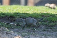Dateiname=2017-06-08_11-41-29_Tierpark-Herberstein_7D1L1956bws.JPG
Dateigröße=744KB
Abmessungen: 1920x1280
hinzugefügt am: 13. Juni 2017 2017-06-08_11-41-29_Tierpark-Herberstein_7D1L1956bws.JPG