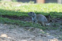 Dateiname=2017-06-08_11-41-30_Tierpark-Herberstein_7D1L1960bws.JPG
Dateigröße=811KB
Abmessungen: 1920x1280
hinzugefügt am: 13. Juni 2017 2017-06-08_11-41-30_Tierpark-Herberstein_7D1L1960bws.JPG