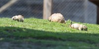 Dateiname=2017-06-08_11-41-33_Tierpark-Herberstein_7D1L1962bws.JPG
Dateigröße=697KB
Abmessungen: 2216x1109
hinzugefügt am: 13. Juni 2017 2017-06-08_11-41-33_Tierpark-Herberstein_7D1L1962bws.JPG