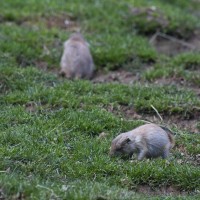 Dateiname=2017-06-08_11-41-52_Tierpark-Herberstein_7D1L1966bws.JPG
Dateigröße=847KB
Abmessungen: 1567x1567
hinzugefügt am: 13. Juni 2017 2017-06-08_11-41-52_Tierpark-Herberstein_7D1L1966bws.JPG