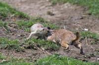Dateiname=2017-06-08_11-42-01_Tierpark-Herberstein_7D1L1978bws.JPG
Dateigröße=1049KB
Abmessungen: 1919x1280
hinzugefügt am: 13. Juni 2017 2017-06-08_11-42-01_Tierpark-Herberstein_7D1L1978bws.JPG