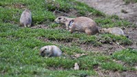 Dateiname=2017-06-08_11-42-03_Tierpark-Herberstein_7D1L1980bws.JPG
Dateigröße=1075KB
Abmessungen: 2090x1176
hinzugefügt am: 13. Juni 2017 2017-06-08_11-42-03_Tierpark-Herberstein_7D1L1980bws.JPG