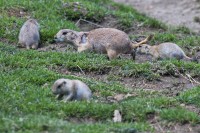 Dateiname=2017-06-08_11-42-04_Tierpark-Herberstein_7D1L1983bws.JPG
Dateigröße=1054KB
Abmessungen: 1920x1280
hinzugefügt am: 13. Juni 2017 2017-06-08_11-42-04_Tierpark-Herberstein_7D1L1983bws.JPG