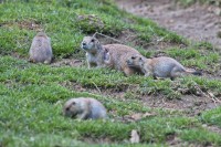 Dateiname=2017-06-08_11-42-07_Tierpark-Herberstein_7D1L1989bws.JPG
Dateigröße=1020KB
Abmessungen: 1920x1280
hinzugefügt am: 13. Juni 2017 2017-06-08_11-42-07_Tierpark-Herberstein_7D1L1989bws.JPG