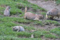 Dateiname=2017-06-08_11-42-08_Tierpark-Herberstein_7D1L1991bws.JPG
Dateigröße=993KB
Abmessungen: 1920x1280
hinzugefügt am: 13. Juni 2017 2017-06-08_11-42-08_Tierpark-Herberstein_7D1L1991bws.JPG