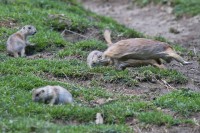 Dateiname=2017-06-08_11-42-08_Tierpark-Herberstein_7D1L1994bws.JPG
Dateigröße=1008KB
Abmessungen: 1920x1280
hinzugefügt am: 13. Juni 2017 2017-06-08_11-42-08_Tierpark-Herberstein_7D1L1994bws.JPG