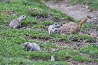 Dateiname=2017-06-08_11-42-10_Tierpark-Herberstein_7D1L1996bws.JPG
Dateigröße=1047KB
Abmessungen: 1919x1281
hinzugefügt am: 13. Juni 2017 2017-06-08_11-42-10_Tierpark-Herberstein_7D1L1996bws.JPG