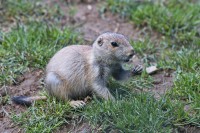 Dateiname=2017-06-08_11-42-35_Tierpark-Herberstein_7D1L2013bws.JPG
Dateigröße=998KB
Abmessungen: 1920x1280
hinzugefügt am: 13. Juni 2017 2017-06-08_11-42-35_Tierpark-Herberstein_7D1L2013bws.JPG