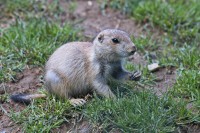 Dateiname=2017-06-08_11-42-35_Tierpark-Herberstein_7D1L2014bws.JPG
Dateigröße=1018KB
Abmessungen: 1920x1280
hinzugefügt am: 13. Juni 2017 2017-06-08_11-42-35_Tierpark-Herberstein_7D1L2014bws.JPG