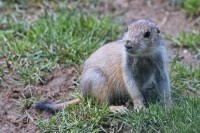 Dateiname=2017-06-08_11-42-39_Tierpark-Herberstein_7D1L2028bws.JPG
Dateigröße=930KB
Abmessungen: 1920x1280
hinzugefügt am: 13. Juni 2017 2017-06-08_11-42-39_Tierpark-Herberstein_7D1L2028bws.JPG