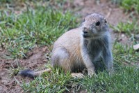 Dateiname=2017-06-08_11-42-39_Tierpark-Herberstein_7D1L2029bws.JPG
Dateigröße=914KB
Abmessungen: 1920x1280
hinzugefügt am: 13. Juni 2017 2017-06-08_11-42-39_Tierpark-Herberstein_7D1L2029bws.JPG