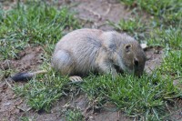 Dateiname=2017-06-08_11-42-56_Tierpark-Herberstein_7D1L2035bws.JPG
Dateigröße=1056KB
Abmessungen: 1920x1280
hinzugefügt am: 13. Juni 2017 2017-06-08_11-42-56_Tierpark-Herberstein_7D1L2035bws.JPG