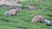 Dateiname=2017-06-08_11-43-16_Tierpark-Herberstein_7D1L2044bws.JPG
Dateigröße=933KB
Abmessungen: 2090x1176
hinzugefügt am: 13. Juni 2017 2017-06-08_11-43-16_Tierpark-Herberstein_7D1L2044bws.JPG