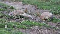 Dateiname=2017-06-08_11-43-21_Tierpark-Herberstein_7D1L2051bws.JPG
Dateigröße=962KB
Abmessungen: 2090x1176
hinzugefügt am: 13. Juni 2017 2017-06-08_11-43-21_Tierpark-Herberstein_7D1L2051bws.JPG