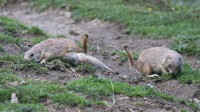 Dateiname=2017-06-08_11-43-22_Tierpark-Herberstein_7D1L2054bws.JPG
Dateigröße=984KB
Abmessungen: 2090x1175
hinzugefügt am: 13. Juni 2017 2017-06-08_11-43-22_Tierpark-Herberstein_7D1L2054bws.JPG