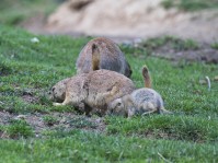 Dateiname=2017-06-08_11-44-18_Tierpark-Herberstein_7D1L2069bws.JPG
Dateigröße=949KB
Abmessungen: 1810x1357
hinzugefügt am: 13. Juni 2017 2017-06-08_11-44-18_Tierpark-Herberstein_7D1L2069bws.JPG