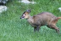 Dateiname=2017-06-08_11-49-24_Tierpark-Herberstein_7D1L2078bws.JPG
Dateigröße=1065KB
Abmessungen: 1920x1280
hinzugefügt am: 13. Juni 2017 2017-06-08_11-49-24_Tierpark-Herberstein_7D1L2078bws.JPG