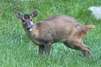 Dateiname=2017-06-08_11-49-25_Tierpark-Herberstein_7D1L2080bws.JPG
Dateigröße=1006KB
Abmessungen: 1920x1280
hinzugefügt am: 13. Juni 2017 2017-06-08_11-49-25_Tierpark-Herberstein_7D1L2080bws.JPG