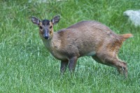 Dateiname=2017-06-08_11-49-25_Tierpark-Herberstein_7D1L2081bws.JPG
Dateigröße=1098KB
Abmessungen: 1919x1281
hinzugefügt am: 13. Juni 2017 2017-06-08_11-49-25_Tierpark-Herberstein_7D1L2081bws.JPG