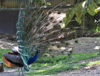 Dateiname=2017-06-08_13-24-47_Tierpark-Herberstein_7D1L2277bws.JPG
Dateigröße=1273KB
Abmessungen: 1810x1358
hinzugefügt am: 13. Juni 2017 2017-06-08_13-24-47_Tierpark-Herberstein_7D1L2277bws.JPG
