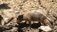 Dateiname=2017-06-08_13-25-09_Tierpark-Herberstein_7D1L2286bws.JPG
Dateigröße=1067KB
Abmessungen: 2090x1176
hinzugefügt am: 13. Juni 2017 2017-06-08_13-25-09_Tierpark-Herberstein_7D1L2286bws.JPG