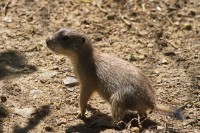Dateiname=2017-06-08_13-25-13_Tierpark-Herberstein_7D1L2293bws.JPG
Dateigröße=1083KB
Abmessungen: 1920x1280
hinzugefügt am: 13. Juni 2017 2017-06-08_13-25-13_Tierpark-Herberstein_7D1L2293bws.JPG