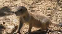 Dateiname=2017-06-08_13-25-15_Tierpark-Herberstein_7D1L2297bws.JPG
Dateigröße=933KB
Abmessungen: 2090x1176
hinzugefügt am: 13. Juni 2017 2017-06-08_13-25-15_Tierpark-Herberstein_7D1L2297bws.JPG