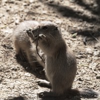 Dateiname=2017-06-08_13-25-46_Tierpark-Herberstein_7D1L2315bws.JPG
Dateigröße=823KB
Abmessungen: 1567x1567
hinzugefügt am: 13. Juni 2017 2017-06-08_13-25-46_Tierpark-Herberstein_7D1L2315bws.JPG