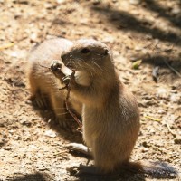 Dateiname=2017-06-08_13-25-47_Tierpark-Herberstein_7D1L2320bws.JPG
Dateigröße=812KB
Abmessungen: 1567x1567
hinzugefügt am: 13. Juni 2017 2017-06-08_13-25-47_Tierpark-Herberstein_7D1L2320bws.JPG