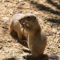 Dateiname=2017-06-08_13-25-47_Tierpark-Herberstein_7D1L2323bws.JPG
Dateigröße=890KB
Abmessungen: 1567x1567
hinzugefügt am: 13. Juni 2017 2017-06-08_13-25-47_Tierpark-Herberstein_7D1L2323bws.JPG