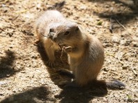 Dateiname=2017-06-08_13-25-49_Tierpark-Herberstein_7D1L2325bws.JPG
Dateigröße=995KB
Abmessungen: 1810x1357
hinzugefügt am: 13. Juni 2017 2017-06-08_13-25-49_Tierpark-Herberstein_7D1L2325bws.JPG