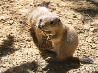 Dateiname=2017-06-08_13-25-49_Tierpark-Herberstein_7D1L2328bws.JPG
Dateigröße=1044KB
Abmessungen: 1810x1357
hinzugefügt am: 13. Juni 2017 2017-06-08_13-25-49_Tierpark-Herberstein_7D1L2328bws.JPG