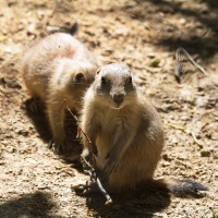Dateiname=2017-06-08_13-25-50_Tierpark-Herberstein_7D1L2330bws.JPG
Dateigröße=802KB
Abmessungen: 1567x1567
hinzugefügt am: 13. Juni 2017 2017-06-08_13-25-50_Tierpark-Herberstein_7D1L2330bws.JPG