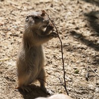 Dateiname=2017-06-08_13-25-52_Tierpark-Herberstein_7D1L2332bws.JPG
Dateigröße=993KB
Abmessungen: 1567x1567
hinzugefügt am: 13. Juni 2017 2017-06-08_13-25-52_Tierpark-Herberstein_7D1L2332bws.JPG
