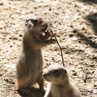 Dateiname=2017-06-08_13-25-53_Tierpark-Herberstein_7D1L2334bws.JPG
Dateigröße=854KB
Abmessungen: 1567x1567
hinzugefügt am: 13. Juni 2017 2017-06-08_13-25-53_Tierpark-Herberstein_7D1L2334bws.JPG
