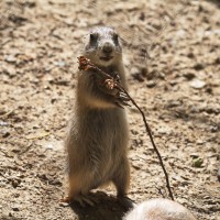 Dateiname=2017-06-08_13-25-54_Tierpark-Herberstein_7D1L2336bws.JPG
Dateigröße=854KB
Abmessungen: 1567x1567
hinzugefügt am: 13. Juni 2017 2017-06-08_13-25-54_Tierpark-Herberstein_7D1L2336bws.JPG
