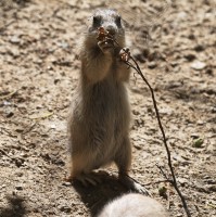 Dateiname=2017-06-08_13-25-54_Tierpark-Herberstein_7D1L2339bws.JPG
Dateigröße=925KB
Abmessungen: 1567x1568
hinzugefügt am: 13. Juni 2017 2017-06-08_13-25-54_Tierpark-Herberstein_7D1L2339bws.JPG