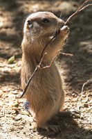 Dateiname=2017-06-08_13-26-17_Tierpark-Herberstein_7D1L2348bws.JPG
Dateigröße=932KB
Abmessungen: 1280x1920
hinzugefügt am: 13. Juni 2017 2017-06-08_13-26-17_Tierpark-Herberstein_7D1L2348bws.JPG