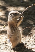 Dateiname=2017-06-08_13-26-17_Tierpark-Herberstein_7D1L2349bws.JPG
Dateigröße=887KB
Abmessungen: 1280x1920
hinzugefügt am: 13. Juni 2017 2017-06-08_13-26-17_Tierpark-Herberstein_7D1L2349bws.JPG