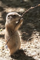 Dateiname=2017-06-08_13-26-17_Tierpark-Herberstein_7D1L2350bws.JPG
Dateigröße=919KB
Abmessungen: 1280x1920
hinzugefügt am: 13. Juni 2017 2017-06-08_13-26-17_Tierpark-Herberstein_7D1L2350bws.JPG