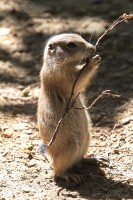 Dateiname=2017-06-08_13-26-18_Tierpark-Herberstein_7D1L2352bws.JPG
Dateigröße=942KB
Abmessungen: 1280x1920
hinzugefügt am: 13. Juni 2017 2017-06-08_13-26-18_Tierpark-Herberstein_7D1L2352bws.JPG