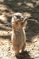 Dateiname=2017-06-08_13-26-21_Tierpark-Herberstein_7D1L2362bws.JPG
Dateigröße=887KB
Abmessungen: 1280x1920
hinzugefügt am: 13. Juni 2017 2017-06-08_13-26-21_Tierpark-Herberstein_7D1L2362bws.JPG