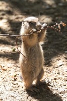 Dateiname=2017-06-08_13-26-21_Tierpark-Herberstein_7D1L2366bws.JPG
Dateigröße=899KB
Abmessungen: 1280x1920
hinzugefügt am: 13. Juni 2017 2017-06-08_13-26-21_Tierpark-Herberstein_7D1L2366bws.JPG