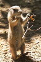 Dateiname=2017-06-08_13-26-22_Tierpark-Herberstein_7D1L2370bws.JPG
Dateigröße=887KB
Abmessungen: 1280x1920
hinzugefügt am: 13. Juni 2017 2017-06-08_13-26-22_Tierpark-Herberstein_7D1L2370bws.JPG