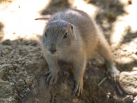 Dateiname=2017-06-08_13-26-29_Tierpark-Herberstein_7D1L2378bws.JPG
Dateigröße=595KB
Abmessungen: 1810x1358
hinzugefügt am: 13. Juni 2017 2017-06-08_13-26-29_Tierpark-Herberstein_7D1L2378bws.JPG