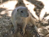 Dateiname=2017-06-08_13-26-33_Tierpark-Herberstein_7D1L2387bws.JPG
Dateigröße=607KB
Abmessungen: 1810x1358
hinzugefügt am: 13. Juni 2017 2017-06-08_13-26-33_Tierpark-Herberstein_7D1L2387bws.JPG