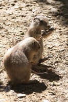 Dateiname=2017-06-08_13-26-44_Tierpark-Herberstein_7D1L2388bws.JPG
Dateigröße=980KB
Abmessungen: 1280x1920
hinzugefügt am: 13. Juni 2017 2017-06-08_13-26-44_Tierpark-Herberstein_7D1L2388bws.JPG